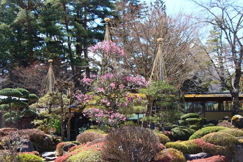 2026年庭園の梅・桜開花情報№7