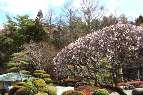 2026年庭園の梅・桜開花情報№8