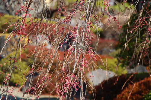 2026年庭園の梅・桜開花情報№9