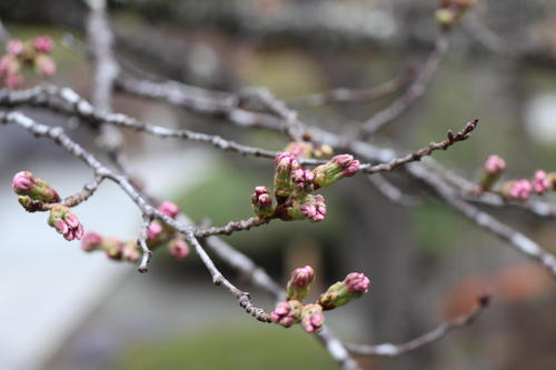 2026年庭園の梅・桜開花情報№10