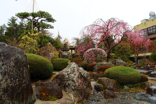2026年庭園の梅・桜開花情報№11