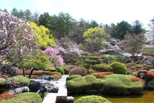 2026年庭園の梅・桜開花情報№12