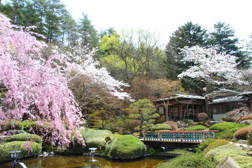 2026年庭園の梅・桜開花情報№13