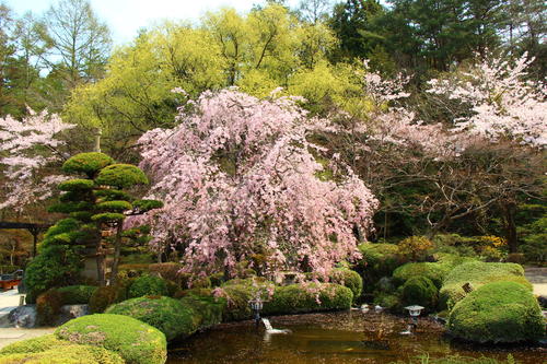 2026年庭園の梅・桜開花情報№14