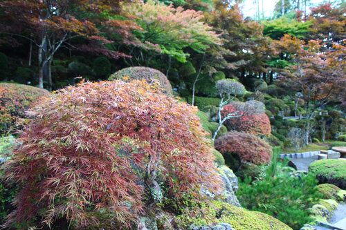 2026年庭園の紅葉情報№3