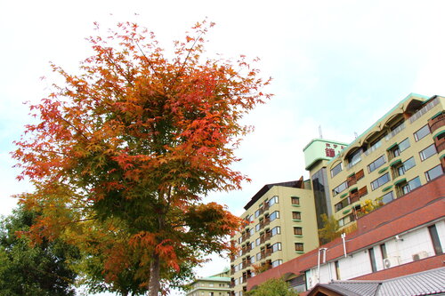 2026年庭園の紅葉情報№4