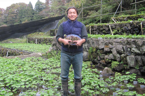 kikuchi-wasabien_new.jpg