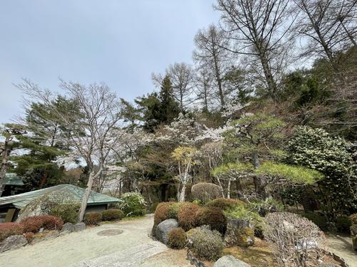 桜041808.jpg
