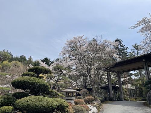 桜041802.jpg