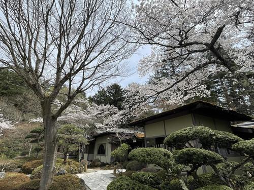 桜041804.jpg