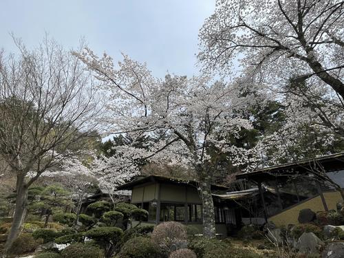 桜041803.jpg