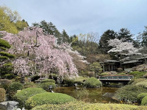 桜041806.jpg