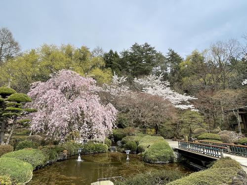 桜041805.jpg
