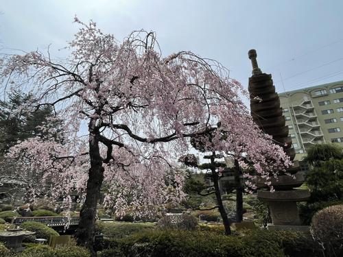 桜041807.jpg