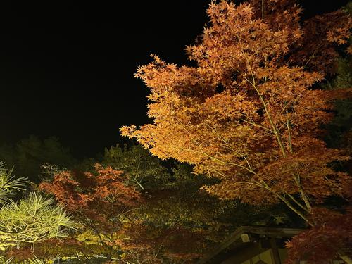 20251107b (3).JPG