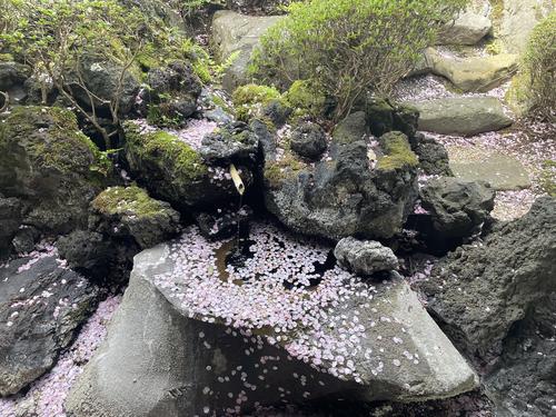 桜.jpeg
