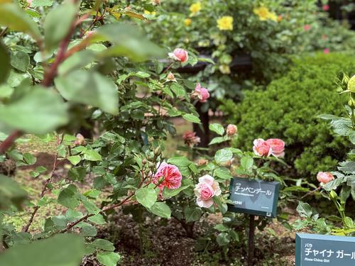 写真 2026-05-27 11 25 47.jpg